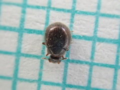 Aspidiphorus orbiculatus