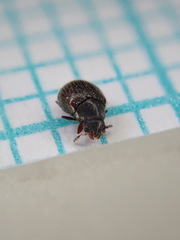 Aspidiphorus orbiculatus