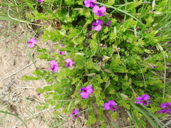 Polygala ohlendorfiana