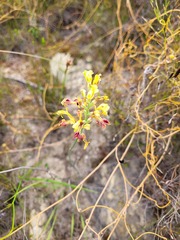 Tritoniopsis parviflora