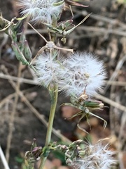 Lactuca serriola