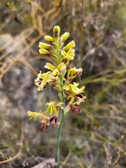 Tritoniopsis parviflora