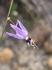 Caesia contorta
