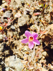 Leptosiphon ambiguus