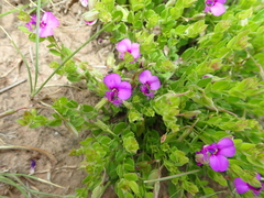 Polygala ohlendorfiana