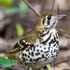 Geokichla guttata