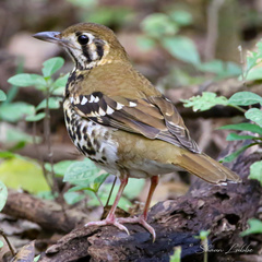 Geokichla guttata