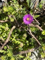 Drosanthemum intermedium