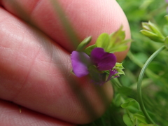Polygala ohlendorfiana