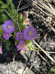 Drosanthemum intermedium