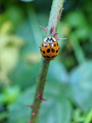 Harmonia axyridis
