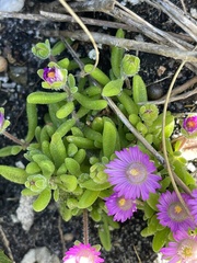 Drosanthemum intermedium