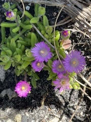 Drosanthemum intermedium