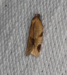 Paramesia gnomana