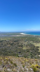 Drosanthemum intermedium