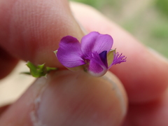 Polygala ohlendorfiana