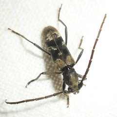Mallocera
