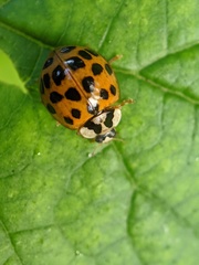 Harmonia axyridis