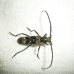 Mallocera