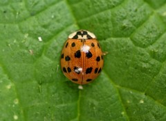 Harmonia axyridis