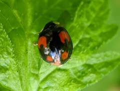 Harmonia axyridis