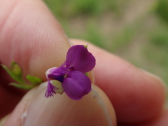 Polygala ohlendorfiana