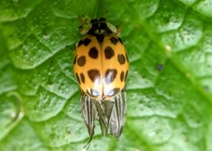 Harmonia axyridis