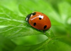 Coccinella septempunctata