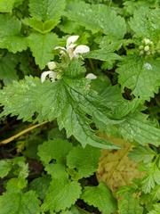 Lamium album