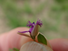 Polygala ohlendorfiana