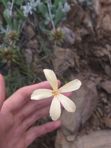 Image of Dianthus caespitosus by no rights reserved