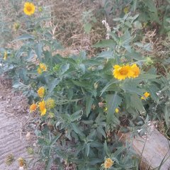 Verbesina encelioides