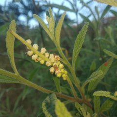 Varronia curassavica