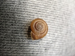 Helicoidea