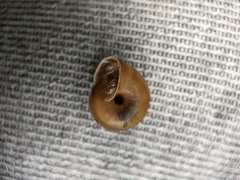 Helicoidea