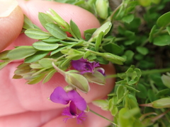 Polygala ohlendorfiana