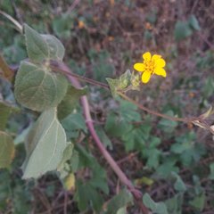 Simsia lagasceiformis