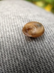 Helicoidea
