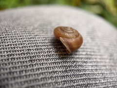 Helicoidea
