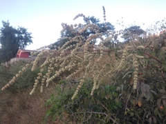Asterohyptis stellulata