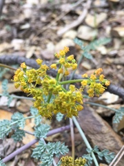 Lomatium bicolor