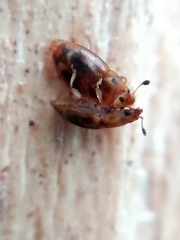 Epuraea imperialis