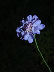 Scabiosa triandra