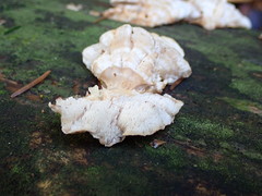 Osteina undosa