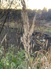 Calamagrostis epigejos