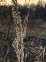 Calamagrostis epigejos