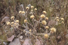 Simsia amplexicaulis
