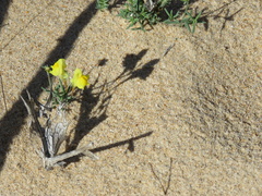 Linaria polygalifolia polygalifolia