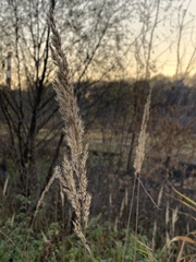 Calamagrostis epigejos