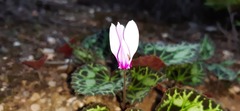 Cyclamen graecum graecum